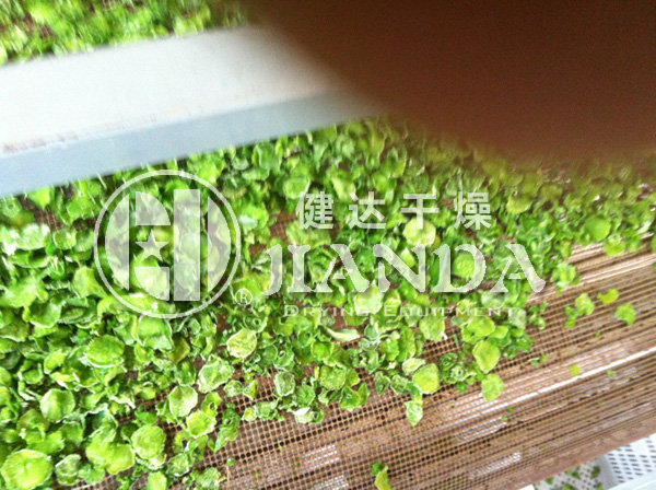 DWP脫水（shuǐ）蔬菜幹燥生產線